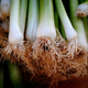 Los puerros son uno de los alimentos ricos en fructosano. Foto: Pixabay